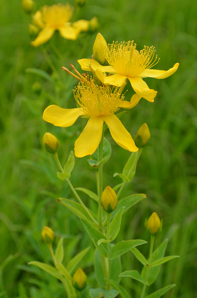 <p>Hypericum perforatum (holes in leaves)</p>