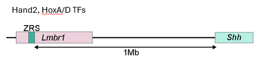 <p>What does this show about the relationship between ZRS (Zone of Polarizing Activity Regulatory Sequence) and Shh? What is the consequence of a mutation in the region? </p>
