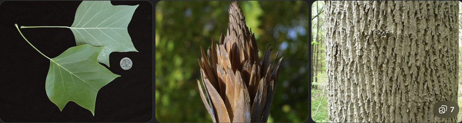 <p>Identify this tree</p>