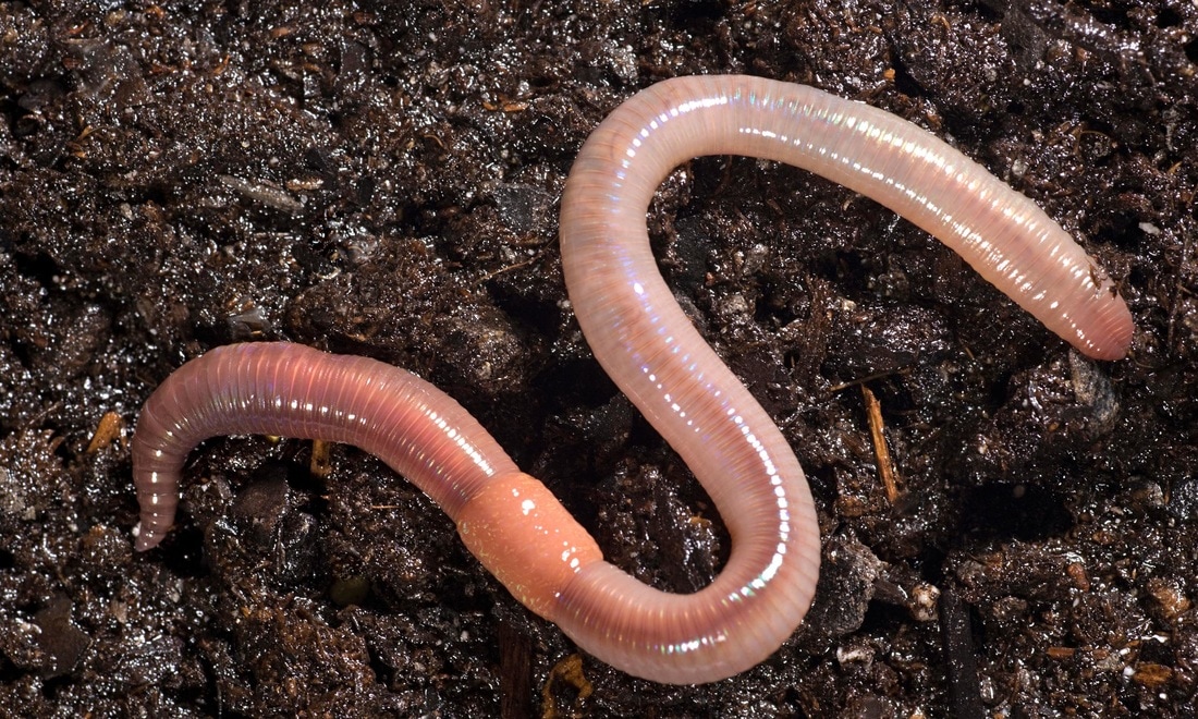 <p>Segmented worms</p><p>Earthworms</p><p>Predatory marine worms</p><p>Leeches</p><p>Hydrostatic skeleton and gripping setae to assist burrowing through substrate</p><p>Repetition of body parts along body axis</p>