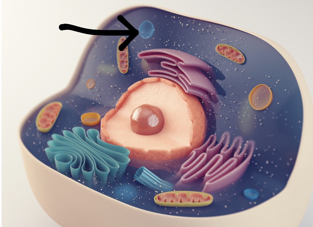 <p>Lysosome</p>