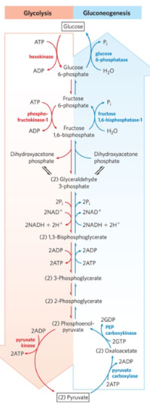 <p>What molecule is converted into fructose-1,6-bisphosphate?</p>