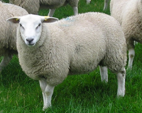 <p>welk type schaap is dit </p>