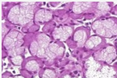 <p>Identify the specific organ</p>