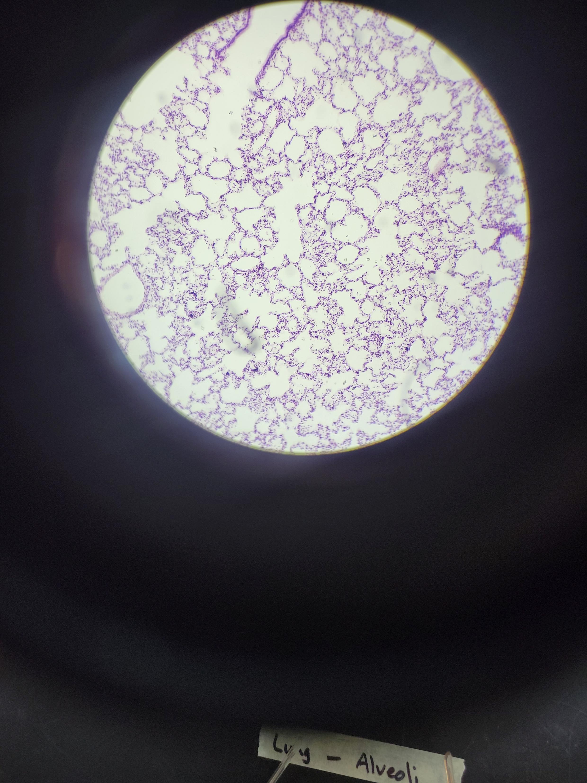 <p>What is this tissue?</p>