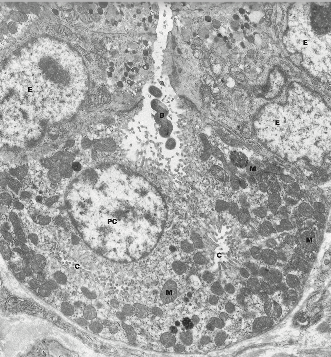 <p>Identify the Structure</p>