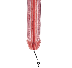 <p>canal-like passageway</p><p>ex: urethral ___ (where urine leaves the body)</p>