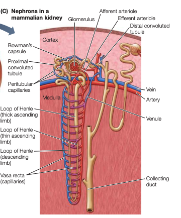 <p>the vasa recta preserves the concentration gradient by being both permeable to water and solutes. </p><p>The descending limb of vasa recta loses water and gains solutes. the ascending limb experiences the opposite</p>