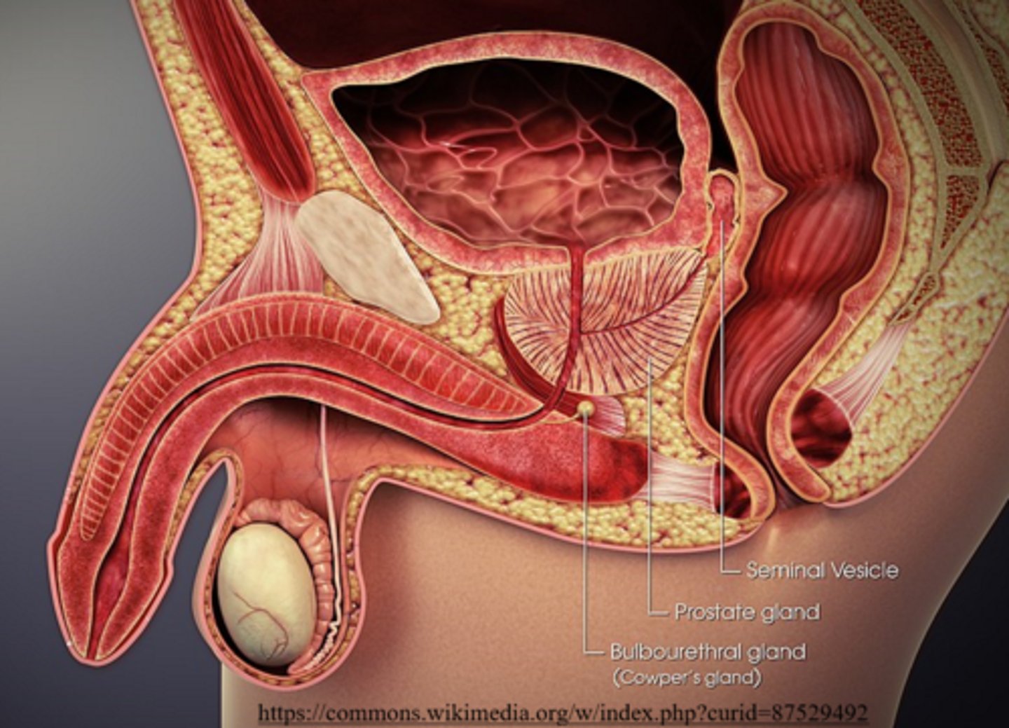 <p>viscous mucus</p><p>(bulbourethral glands are also called Cowper's glands)</p>