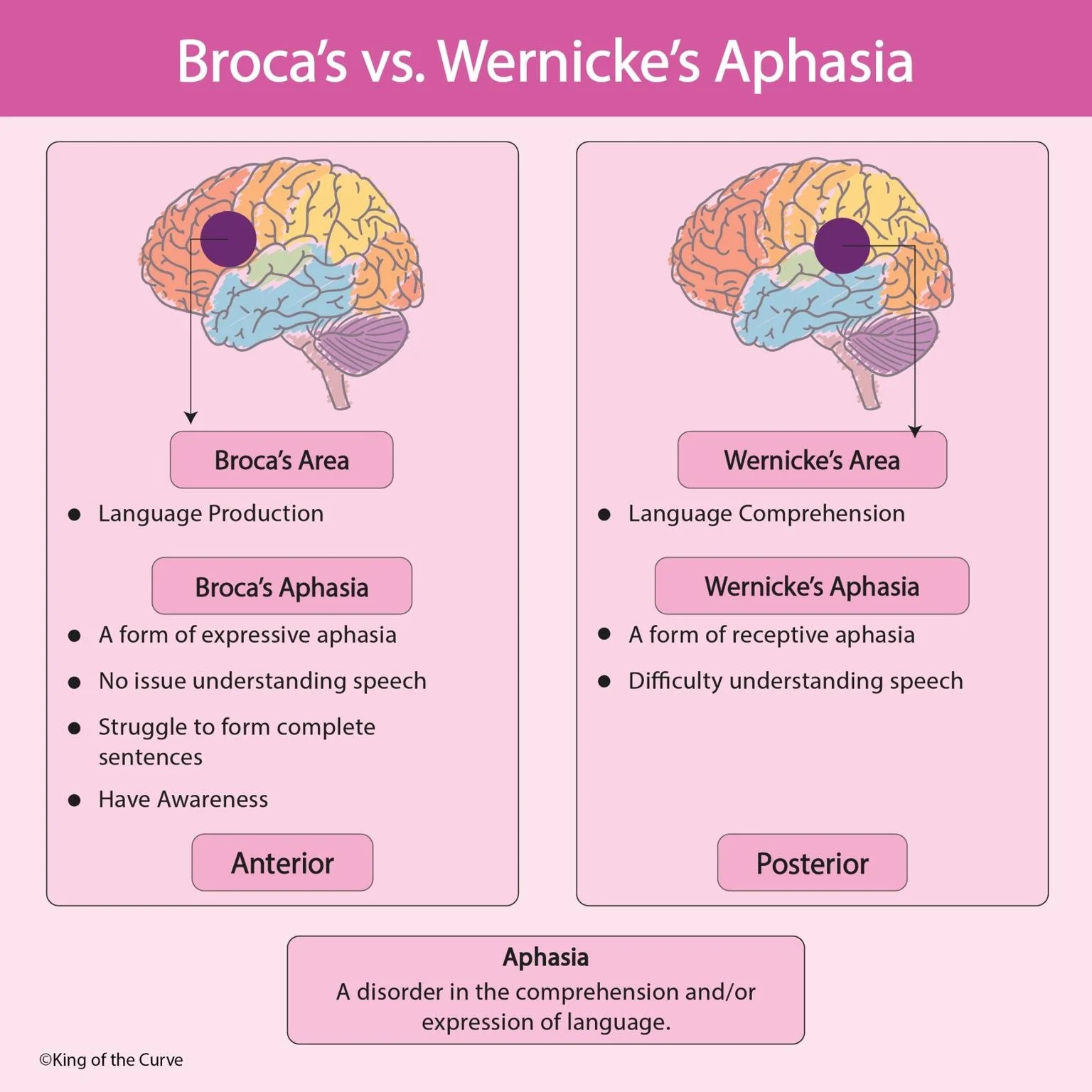 <p>Broca’s and Wernicke’s areas which control speaking and language comprehension respectively.</p>