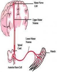 <p>It connects upper motor neurons in the primary motor cortex to cranial nerve motor nuclei</p>