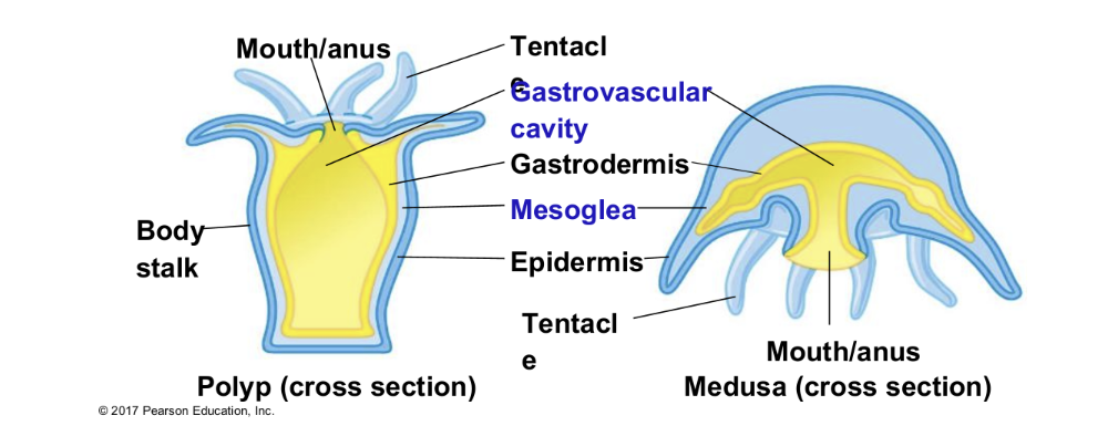 <p>sac like body with gastrovascular cavity</p><p>1 opening as mouth/anus to digestive sac</p><ul><li><p>mesoglea</p><ul><li><p>nervous system</p></li></ul></li></ul><p></p>