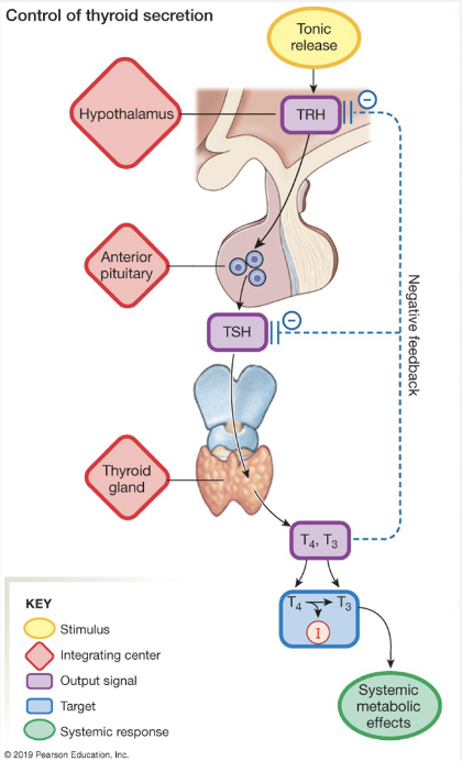<ul><li><p><strong>Hypothalamus</strong>: <strong>TRH</strong> → thyrotropin releasing hormone. controls release of A. Pituitary hormone thyrotropin or TSH</p></li><li><p><strong>A. Pituitary</strong>:  <strong>TSH</strong> → Thyroid-stimulating hormone. acts on thyroid gland to promote synthesis of T<sub>3</sub> and T<sub>4</sub></p></li><li><p><strong>Thyroid Gland</strong> – <strong>T3 and T4</strong> → act as negative feedback and inhibit TRH and TSH to prevent hyper-secretion</p></li></ul><p></p>