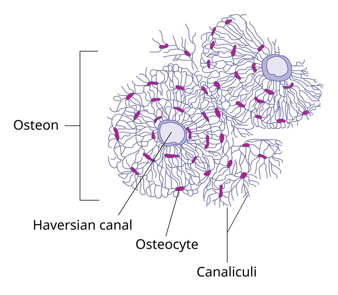 <p>Tiny channels connecting lacunae and allowing osteocyte communication/exchange.</p>