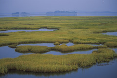 <p>Areas saturated with water, supporting unique plant and animal life, including marshes and swamps.</p>