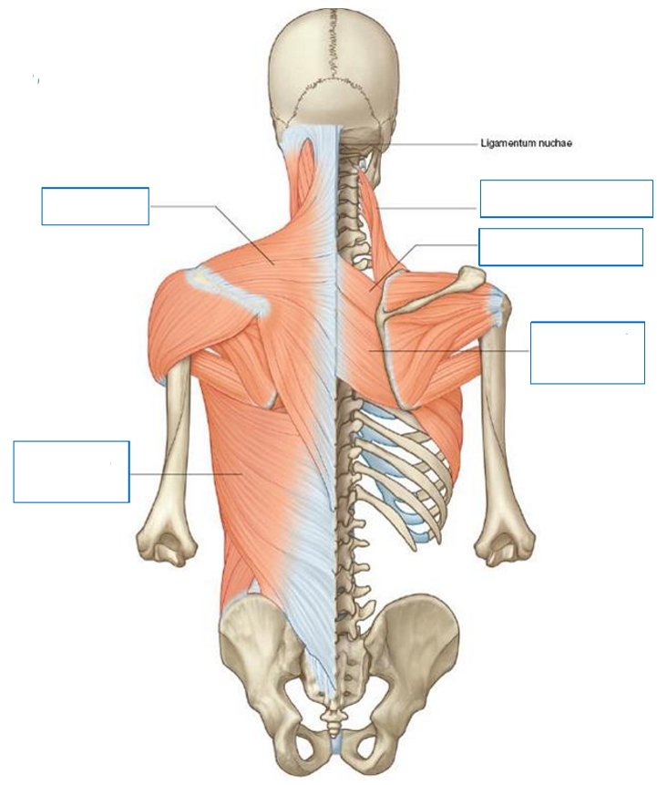 <p>Label the following diagram of extrinsic back muscles</p>