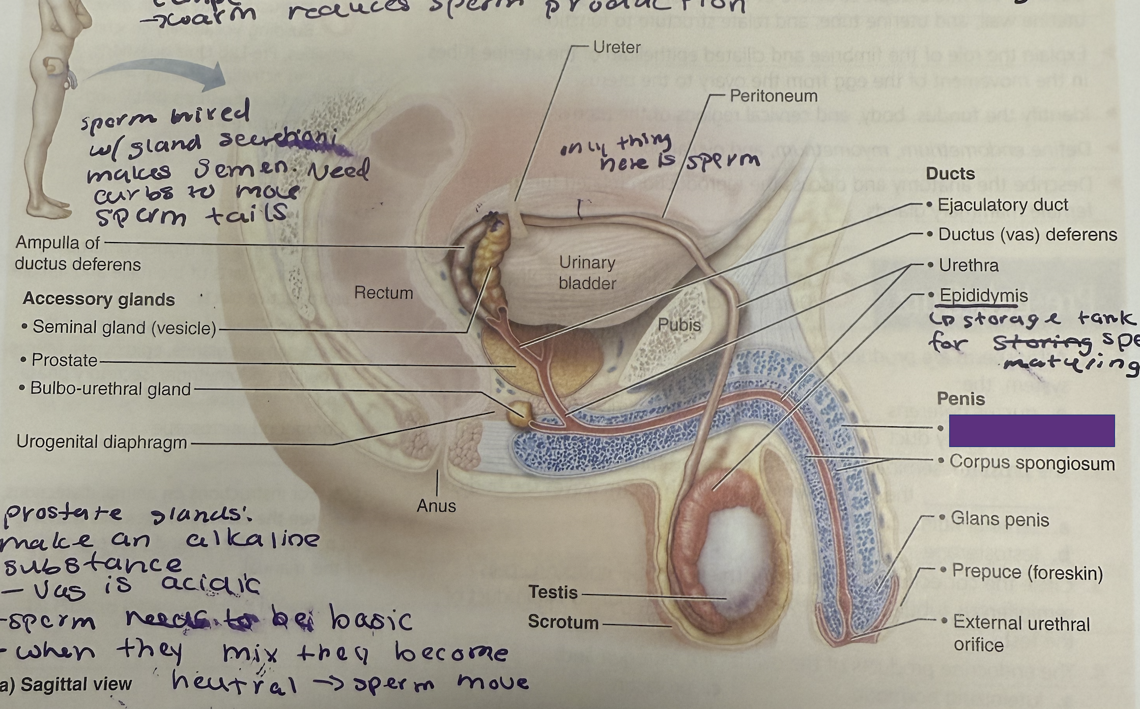<p>What is this and its function?</p>