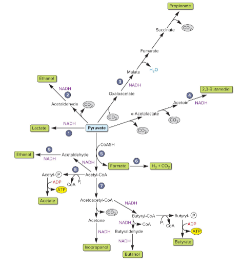 <p>alcohol fermenters can produce</p>