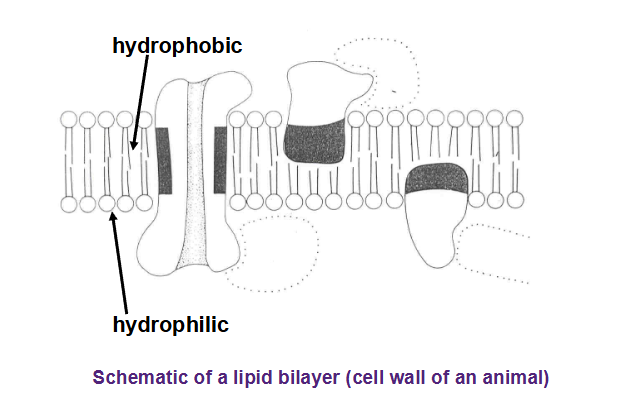 <p>A chemical must cross a cell membrane no matter what the route of entry (ingestion, inhalation, gills, skin). A cell membrane consists of a bilayer of lipids. </p>