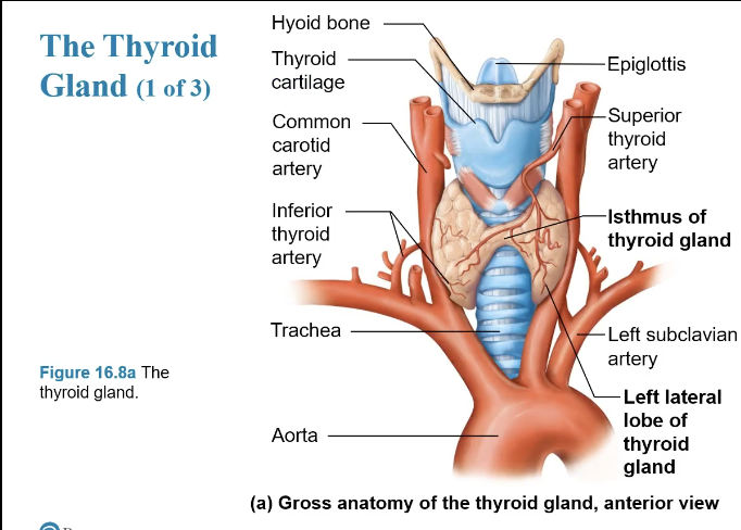 <ul><li><p><sub><sup>The two lobes rest on either side of the trachea</sup></sub></p></li><li><p><sub><sup>The isthmus is the connective tissue</sup></sub></p></li></ul><p></p>