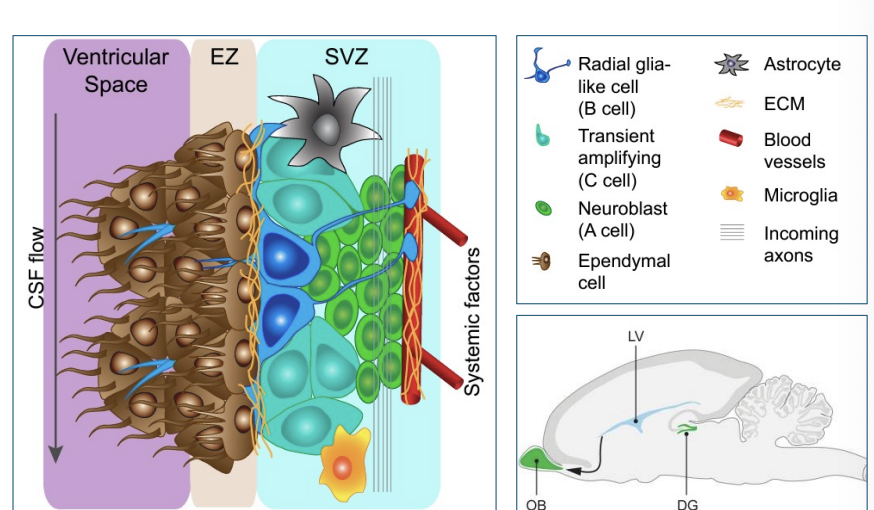 <p>the cellular architecture of the niche</p>