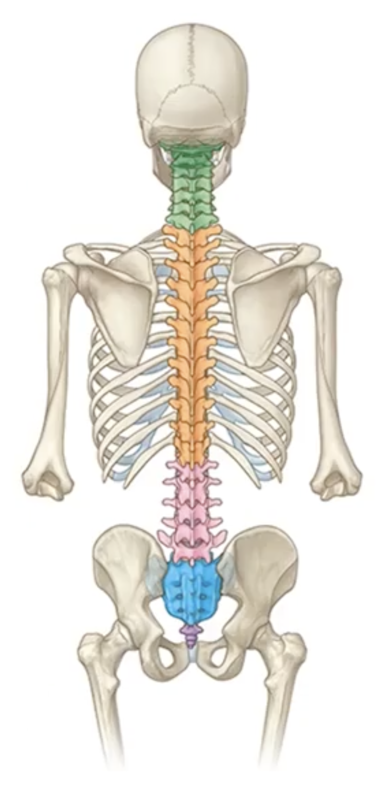 <p>Lumbar Vertebrae = L</p>