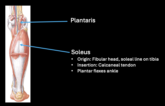 <p>*Plantaris: → calc tendon; small assist KF and AF</p><p>*Soleus can PF in ANY POSITION; bipennate</p>