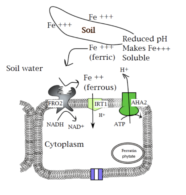 <ul><li><p>Iron uptake in plants involves something akin to (but not really) extra-cellular digestion. The proton pump is hyperactivated to acidify the environment to make Fe+++ soluble. FRO2 (iron reductase (oxidase???)) converts <em>ferric </em>(Fe+++) to <em>ferrous </em>iron (Fe++). </p><ul><li><p>That reduction isn’t a cleavage, so this isn’t digestion. </p></li></ul></li><li><p>Ferrous iron is taken up by IRT1. This is a high affinity system, so it is a cotransporter (HATS). </p></li><li><p>Iron is stored by <em>ferritin </em>in many plant cells. </p><ul><li><p>This is the major vegetable source of iron in our diets. </p></li><li><p>But when stored linked to <em>phytate </em>we can’t get the iron, and in fact lose iron to the phytate as it passes through our gut.</p></li></ul></li></ul><p></p>