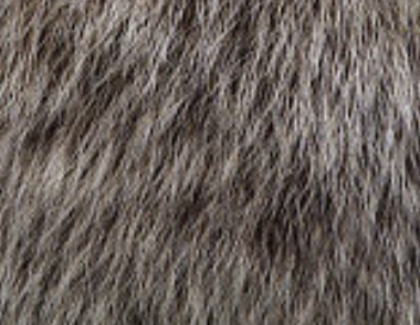 <p>hair with dark shaft with white tip </p><p>- ground squirrel tail or grizzly</p>
