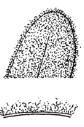 <p>type of pubescent where plant surface is covered with densely interwoven, generally matted hair</p>