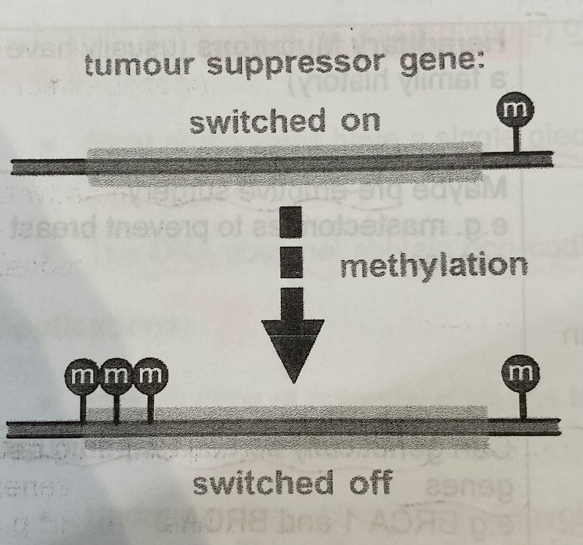 <ul><li><p>Gene is <strong>inactivates</strong></p></li><li><p><strong>No </strong>transcription of gene</p></li><li><p><strong>No </strong>translation so no protein produced</p></li><li><p>Protein <strong>no longer inhibits</strong> cell division</p></li><li><p>Cell <strong>divides uncontrollably</strong> by mitosis </p></li></ul><p></p>