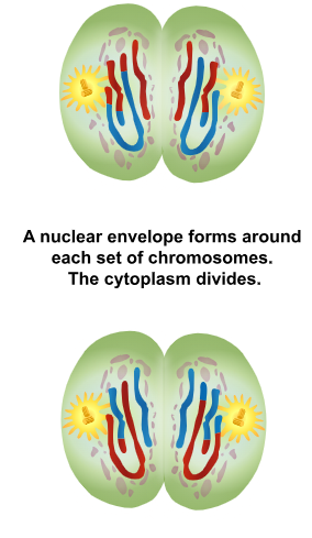 <p>Telophase II &amp; Cytokinesis</p>