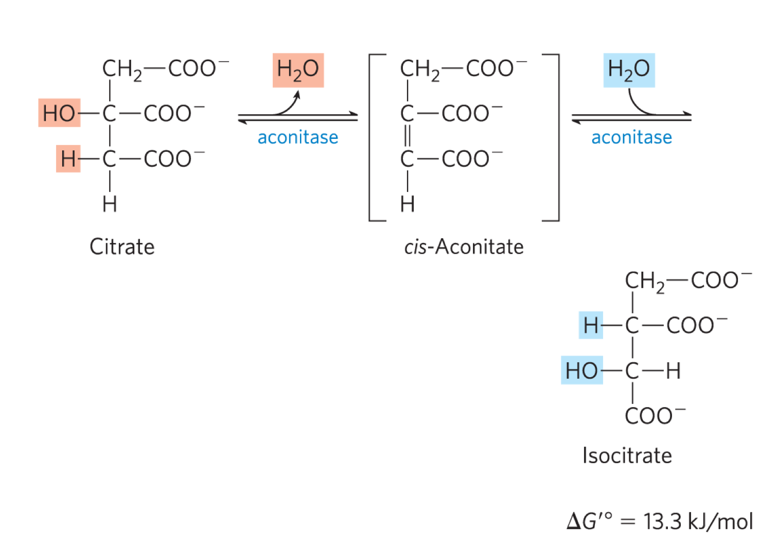 <ul><li><p>aconitase converts citrate to isocitrate (moving the OH group) </p></li><li><p>dehydration step to form cis-aconitate, followed by hydration step to generate isocitrate </p></li><li><p>the delta G knot is +ve but it is drive by the -ve delta G knot of rxn 1 and rxn 2 </p></li><li><p>the OH group is moved onto the CH2 that came from oxaloactetate </p></li></ul><p></p>