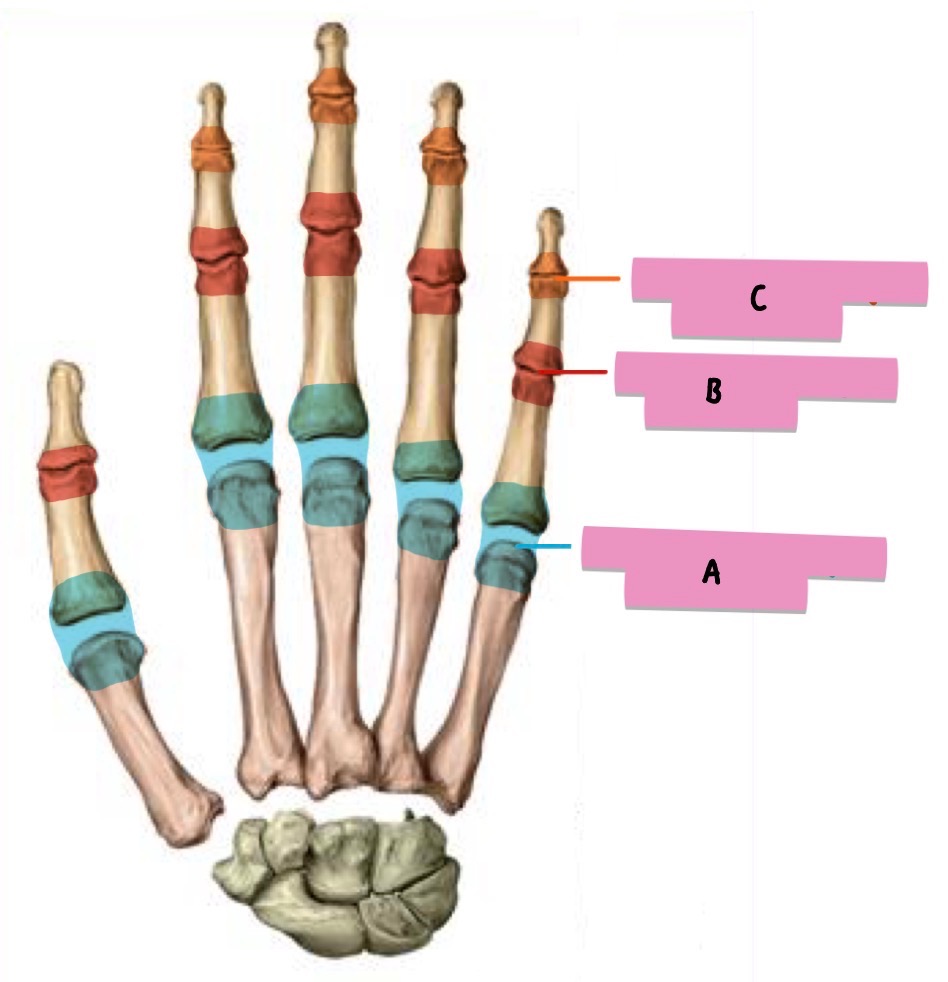 <p><strong>label</strong> the <strong>features</strong> (hand joints)</p>