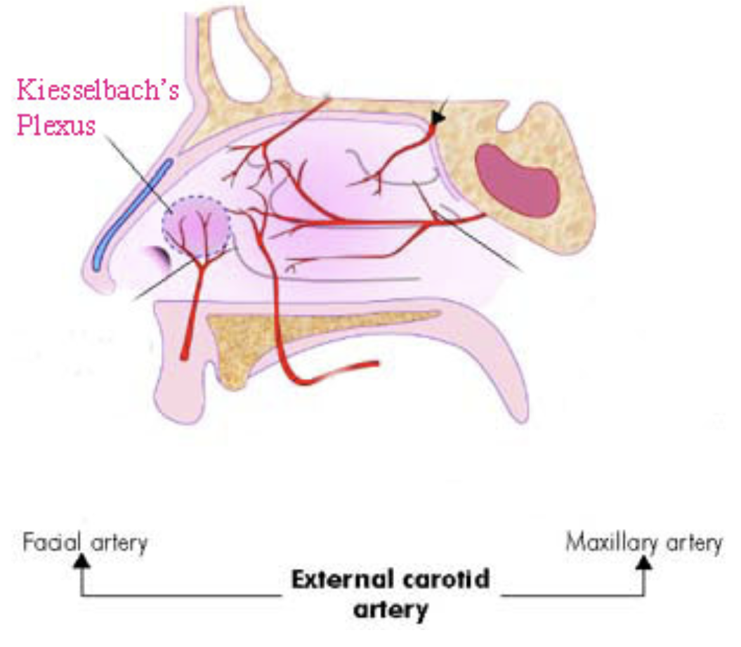 <p>significance of Kiesselbach’s plexus— where anteroinferior portion of nasal septum lies</p>