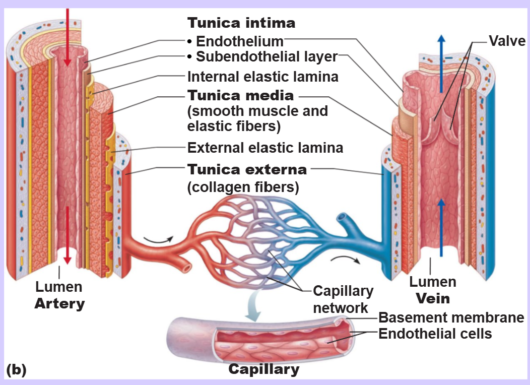 <p>endothelium with sparse basal lamina</p>