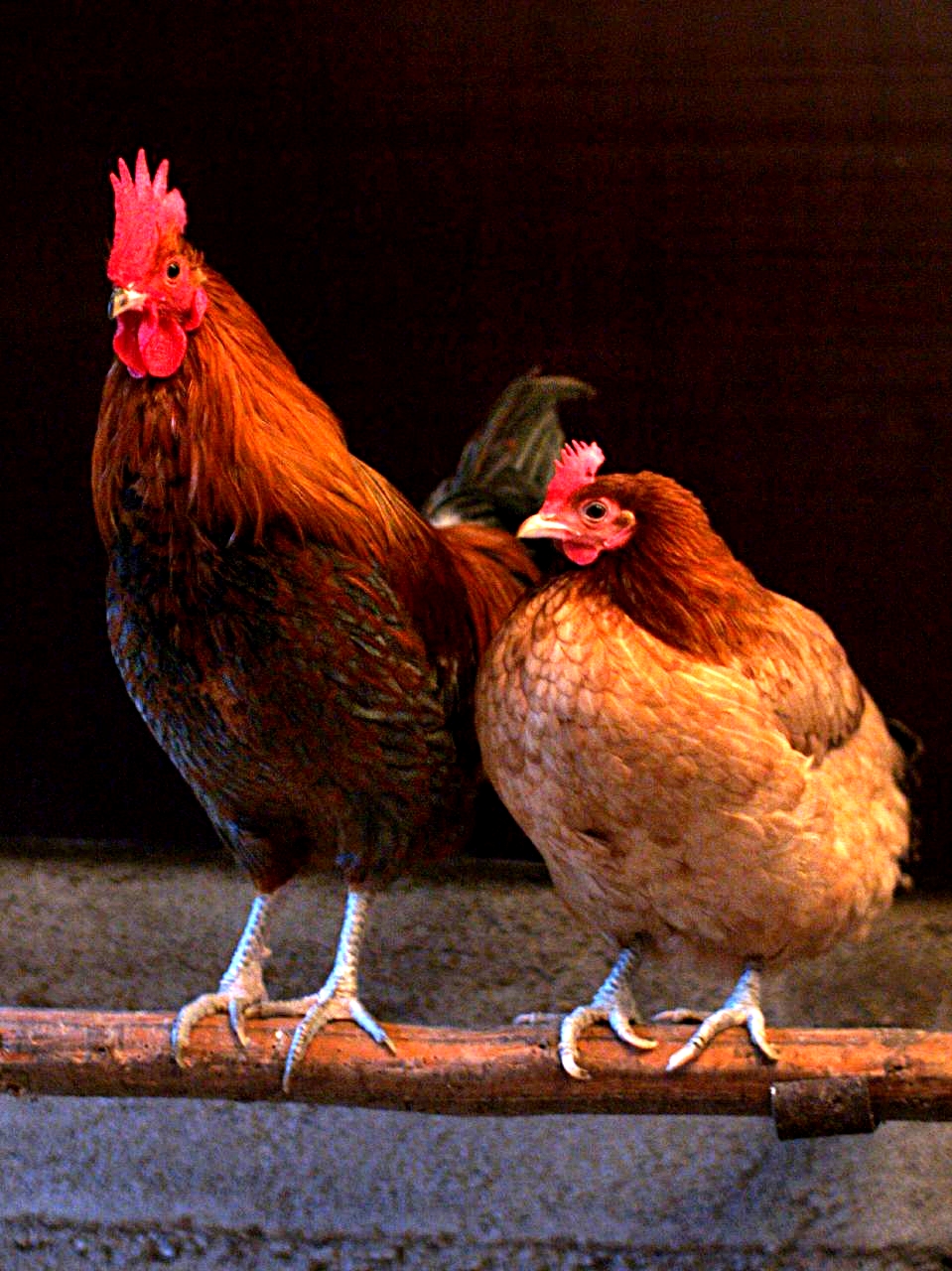 <p>Chicken</p>