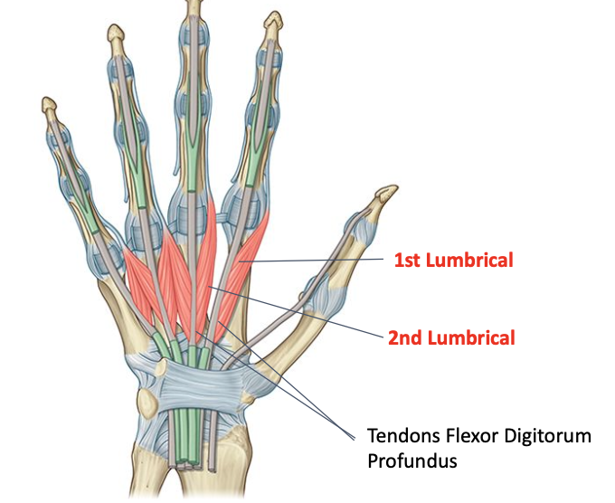 <p>Digtal branch of median nerve (C8-T1)<br>O: lateral sides of 1st and 2nd tendons of FDP<br>I: lateral sides of proximal phalanges and extensor hoods of index and middle fingers</p>