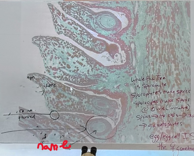 <ol><li><p>name it</p></li></ol><p></p>