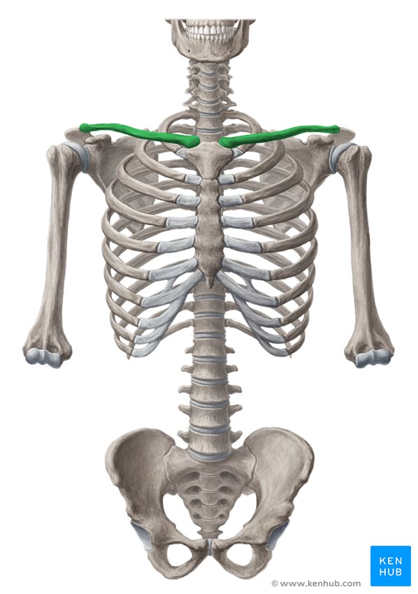 <p>Which bone is commonly referred to as the <strong>collarbone</strong>?</p>