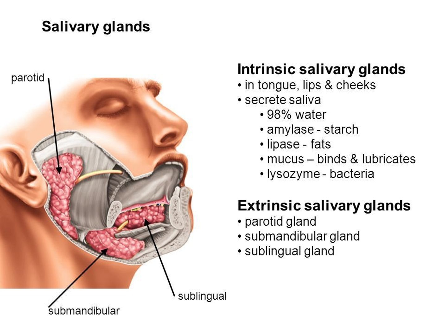 <p>buccal, labial, palatine</p>