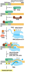 <p>Recognized by the TATA-binding protein component of TFIID.</p>
