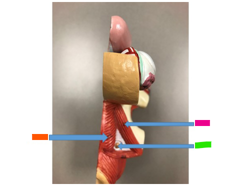 <p>What is the pink arrow?</p>