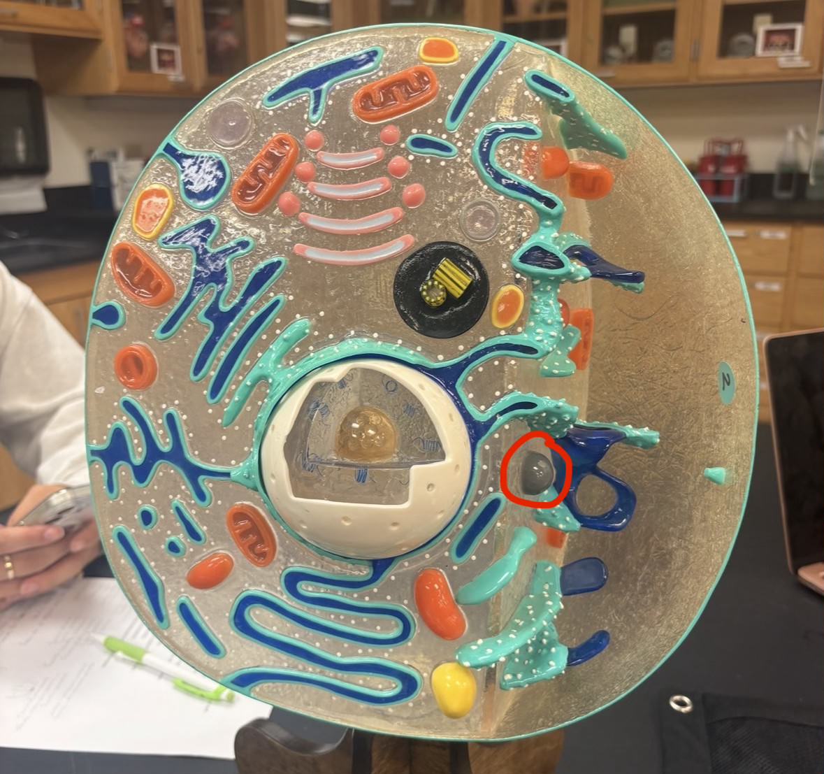 <p>Label the part of the cell</p>