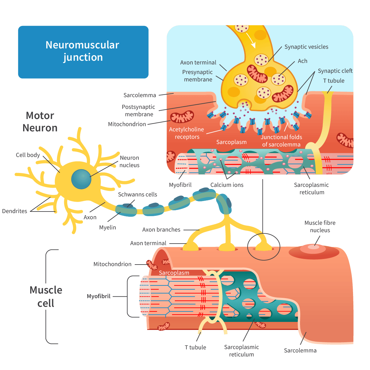 <p>A specialised synapse that connects a motor neuron to a muscle fibre</p>