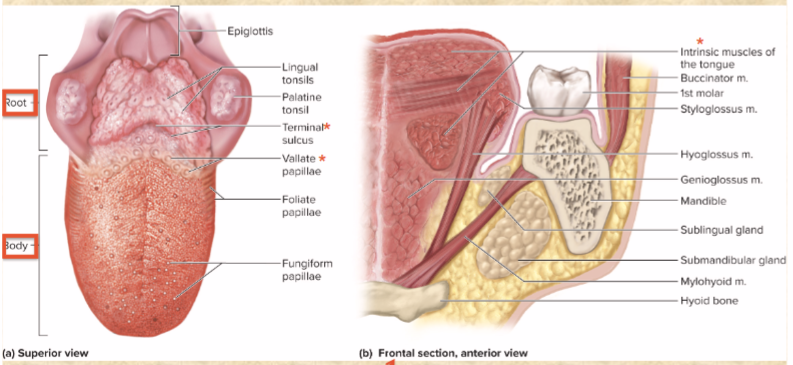 <p>v-shaped row—boundary between body and root</p>