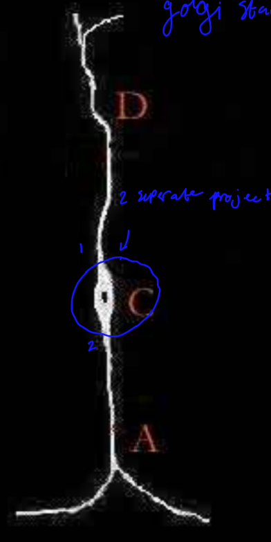 <p>two neurites coming off the soma </p><p>ex- visual system, audio system </p>