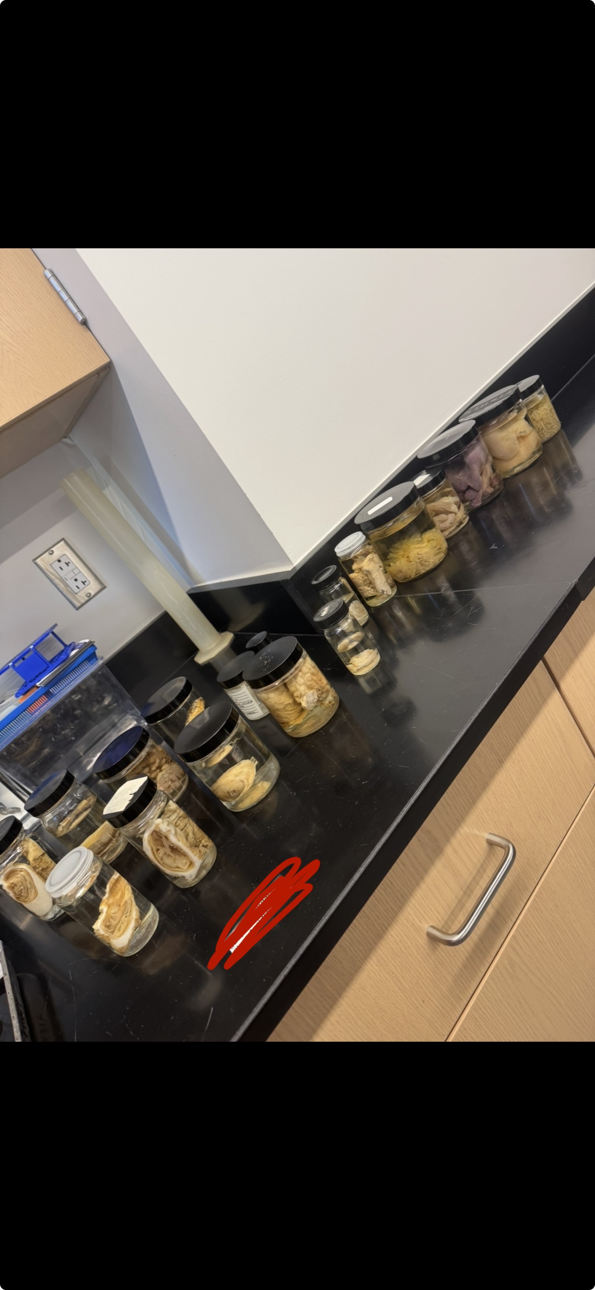 <p>Phylum?</p><p>Subphylum?</p><p>Class?</p>