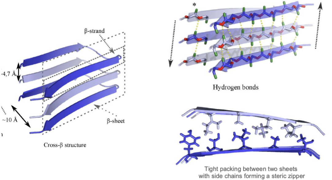 <ul><li><p>amyloid insolubility arises from extensive intermolecular H-bonding between β-strands, which stabilizes the stacked β-sheet structure</p></li><li><p>and…</p></li><li><p>hydrophobic interactions, VDW forces and electrostatic interactions further stabilize fibril packing, making amyloids highly resistant to degradation and solubilization</p></li></ul><p></p>