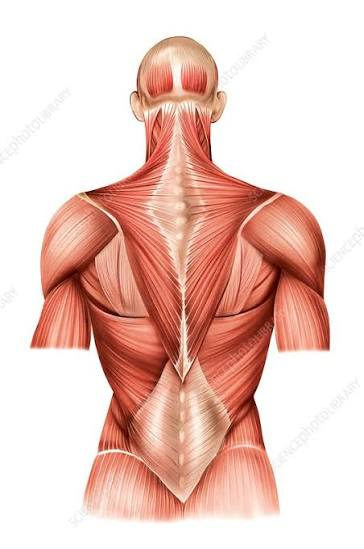 <p>Shape: a left and right back muscle that has 4 sides each. </p>